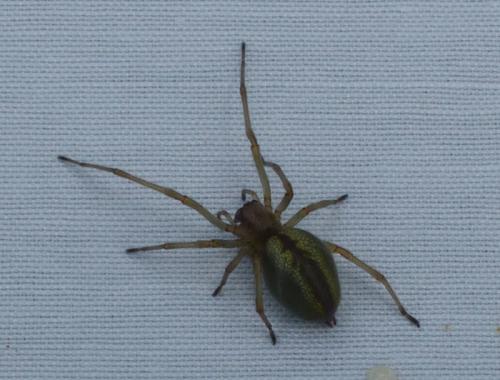 Cheiracanthium sp.